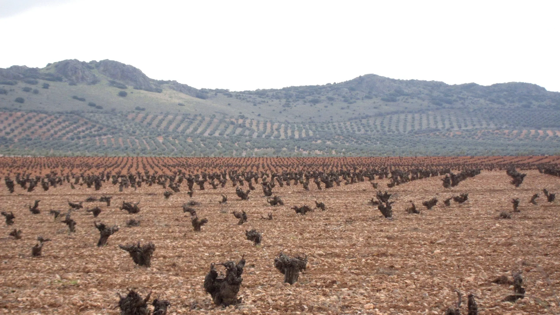Las escasas precipitaciones están poniendo jaque a la agricultura andaluza