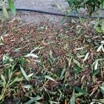 Aceitunas derribadas de los olivos por el granizo
