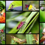 Muchos insectos son todavía desconocidos para la ciencia. Se calcula que unos 4,5 millones de especies