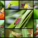 Muchos insectos son todavía desconocidos para la ciencia. Se calcula que unos 4,5 millones de especies