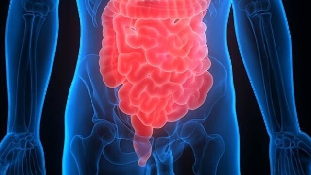 Intestino y colon