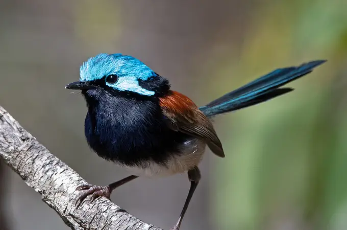 Las crías de aves reconocen sonidos desde dentro del huevo