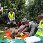 Radiomarcaje de un ejemplar de oso pardo en el Alto Sil (León)