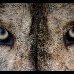 Lobo