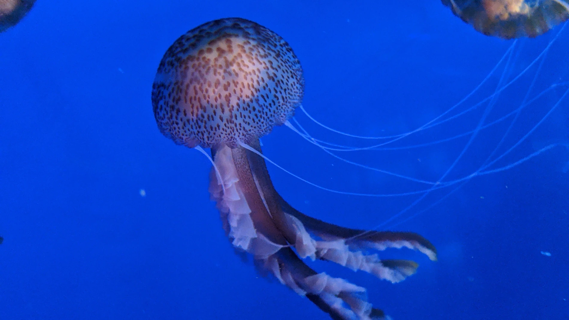 Medusa Pelagia Noctiluca