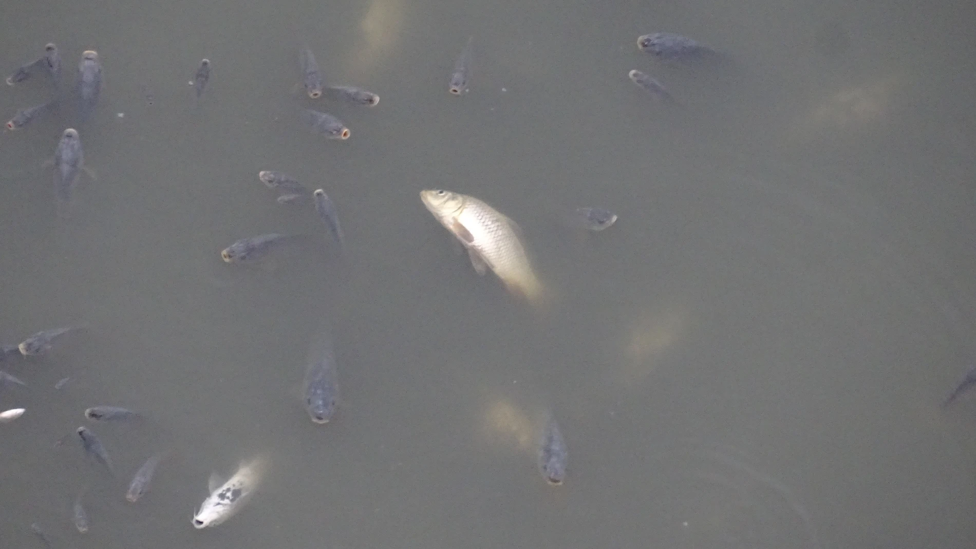 Imagen de peces muertos en el embalse de los RodeosANSE13/09/2021