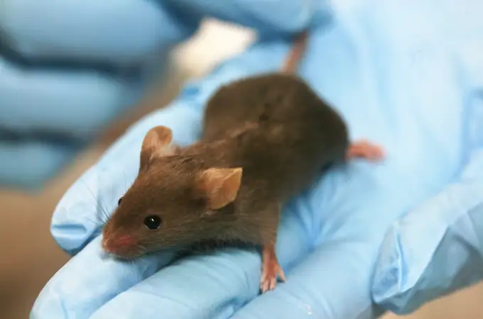 Sacar conclusiones para humanos de los estudios en ratones ya no será tan precipitado