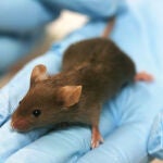 El avance se ha logrado gracias al desarrollo del primer modelo animal, un ratón modificado genéticamente, con cirrosis hepática similar a la humana