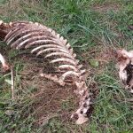 Aparecen los restos esqueletizados de un oso adulto en Fasgar (León)