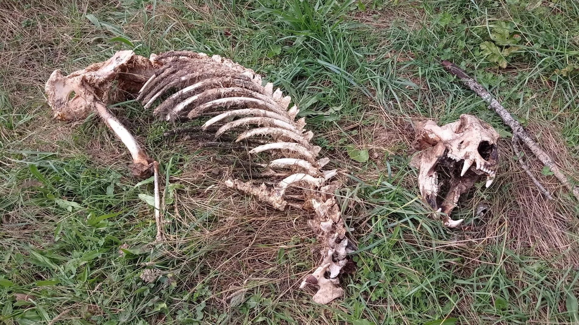 Aparecen los restos esqueletizados de un oso adulto en Fasgar (León)