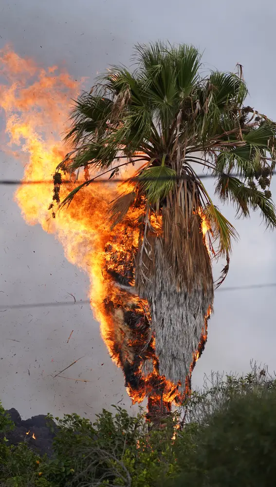 Una palmera se incendia tras la entrada en erupción del volcán de Cabeza de Vaca,