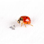 Microchip volador al lado de una mariquita, a escala