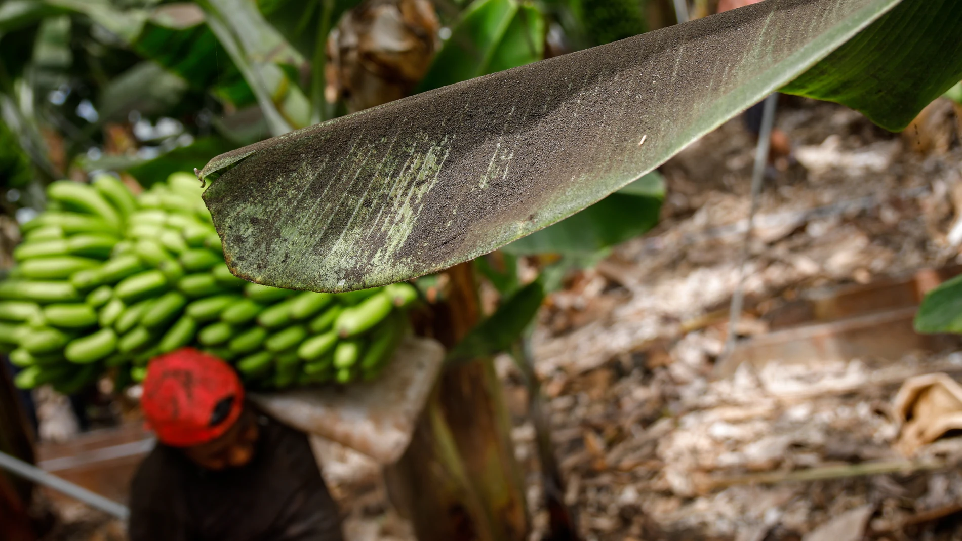 Una platanera llena de ceniza mientras un agricultor recoge una piña de plátanos