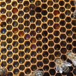 Panal de abejas