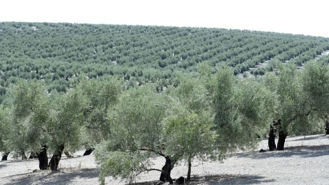 Olivos en la provincia de Jaén