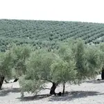 Olivos en la provincia de Jaén