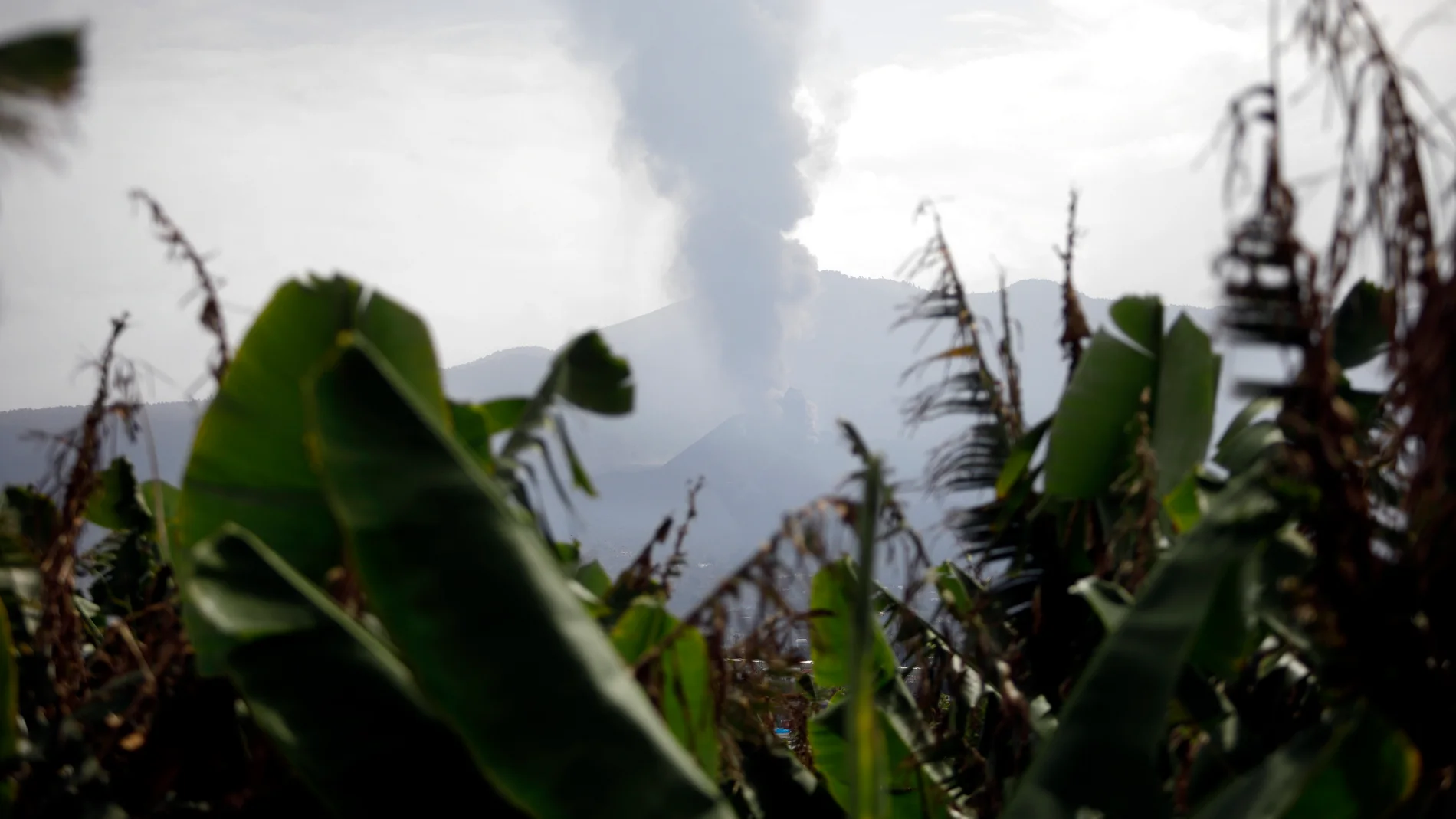 El volcán de Cumbre Vieja en La Palma emite fumarolas de humo