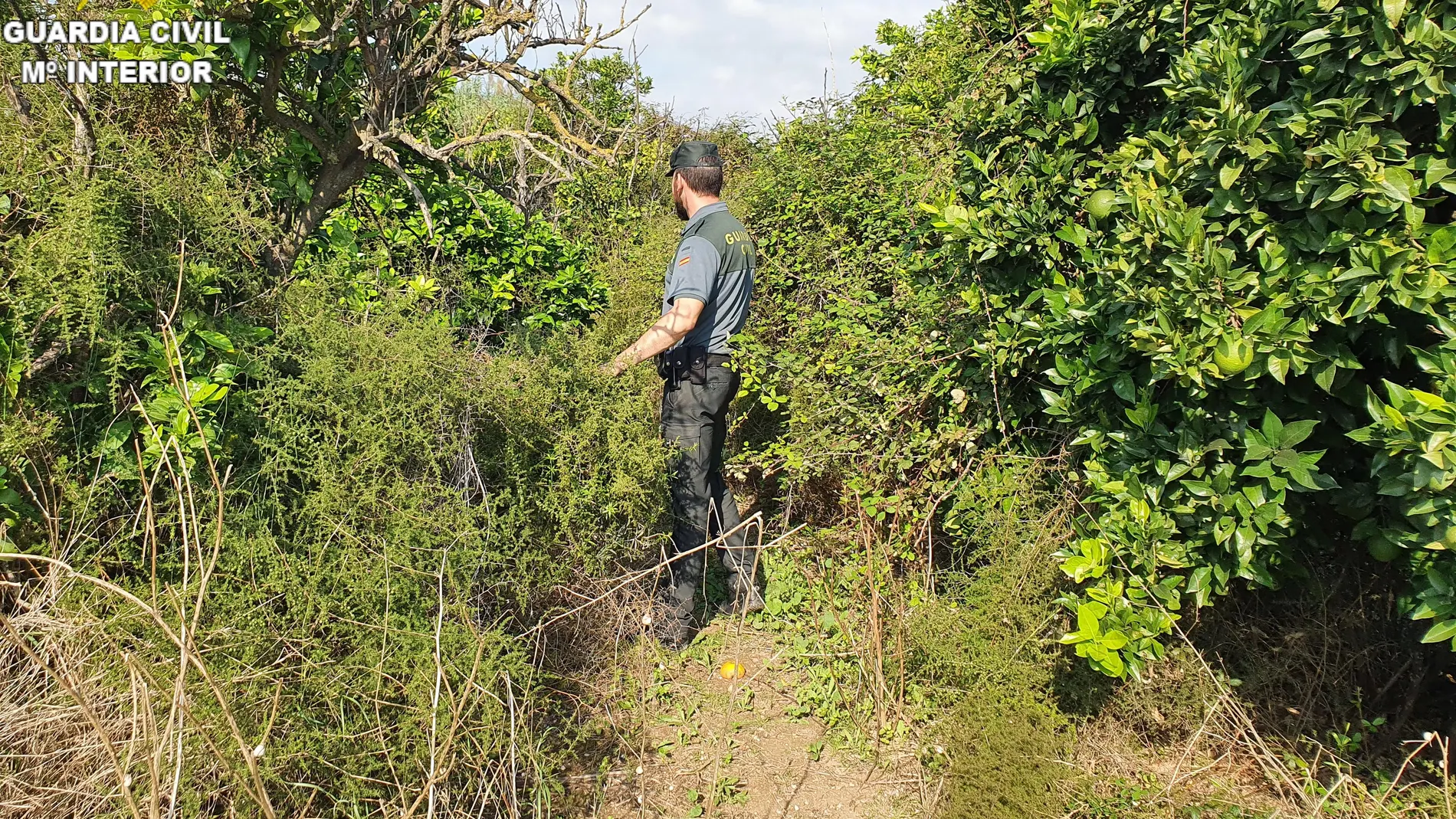 Un agente de la Guardia Civil en un campo de naranjos