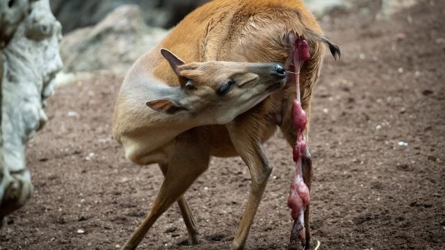 Antílope en Bioparc