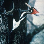 Foto coloreada del pájaro carpintero pico de marfil, realizada en 1935