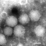 El virus Yezo, un tipo de nairovirus que se transmite entre animales y humanos a través de las garrapatas y causa fiebre y otros síntomas en los humanos.FUMIHIRO KODAMA04/10/2021