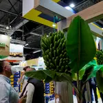  Ecuador, principal exportador de banana a la UE, presenta en Madrid la Guía Culinaria del Banano
