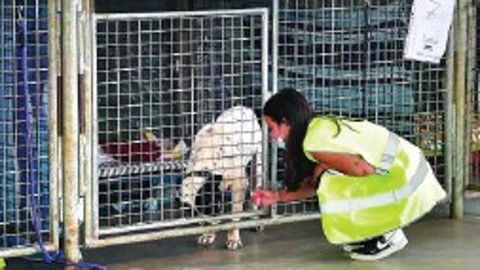 Uno de los animales de compañía recogido por las ong