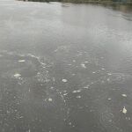 Investigan un vertido que causa la mortandad de peces en el Duero en Zamora
