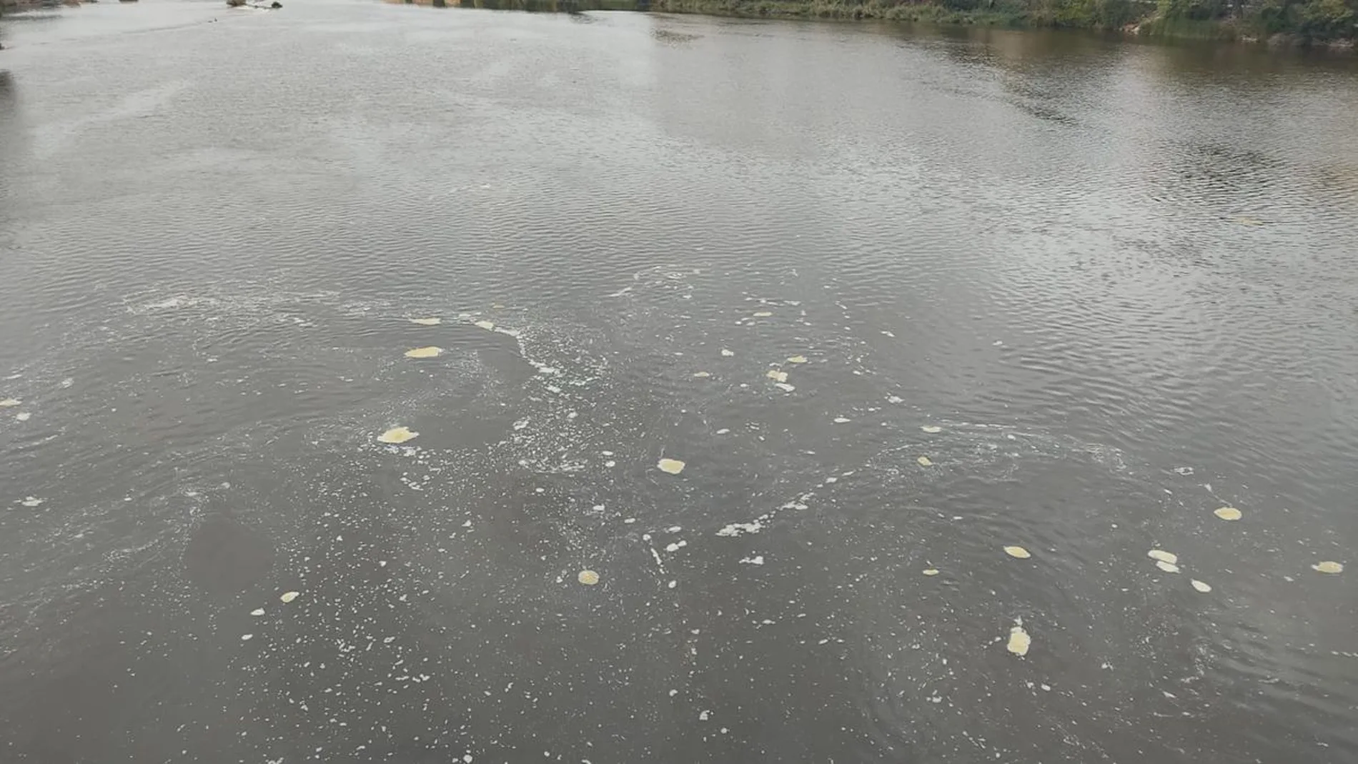 Investigan un vertido que causa la mortandad de peces en el Duero en Zamora