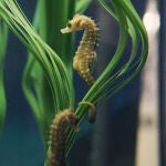 Imagen del Hippocampus guttulatus