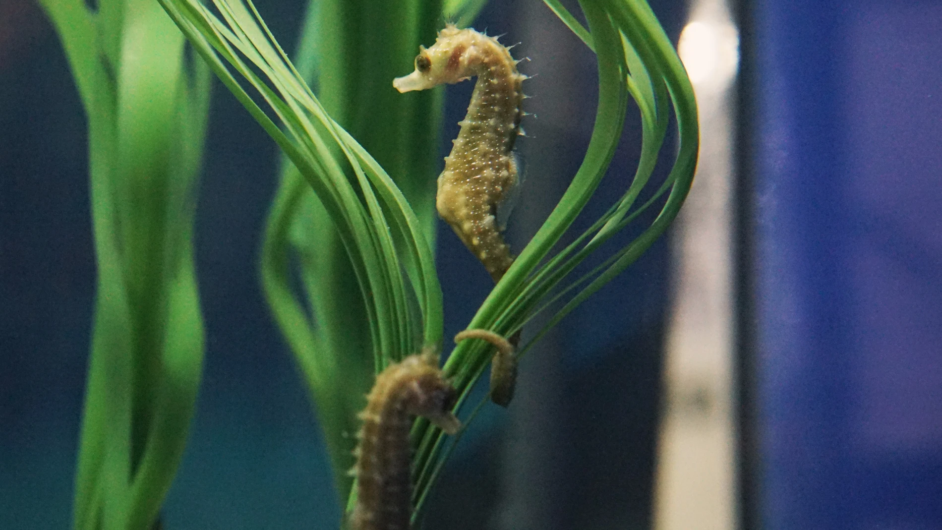 Imagen del Hippocampus guttulatus