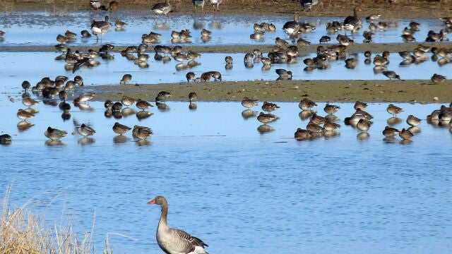 Humedal en las Lagunas de Villafáfila
