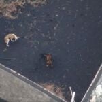 Drones alimentan a varios perros atrapados en La Palma