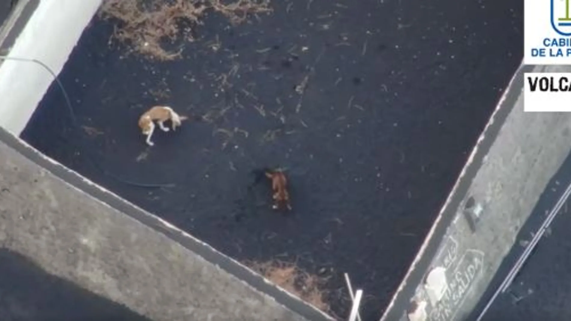 Drones alimentan a varios perros atrapados en La Palma