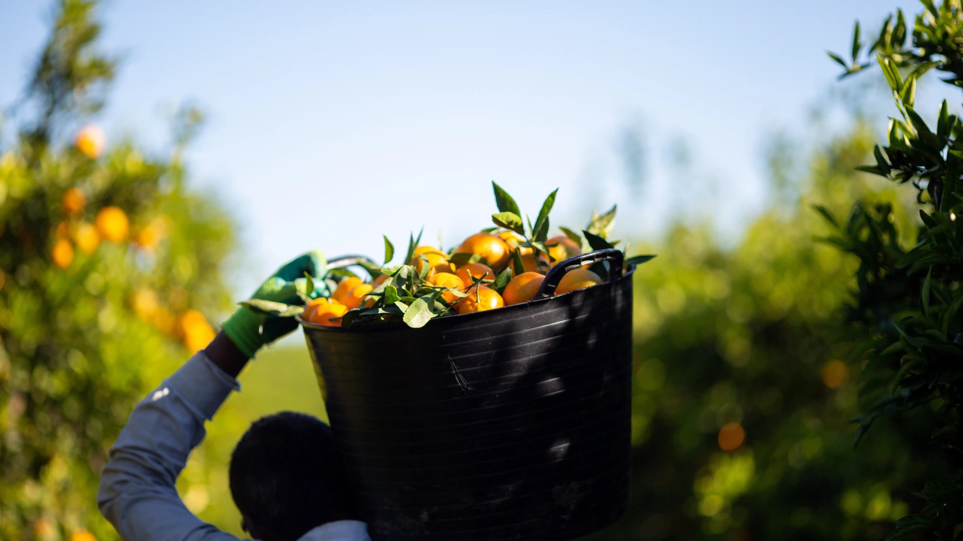 El TUE da la razón a un agricultor murciano frente al rey de Marruecos por una variedad de mandarina