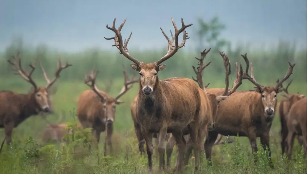 Ciervos milú pasean en una reserva natural nacional en Shishou, en la provincia central china de Hubei, el 17 de mayo de 2021