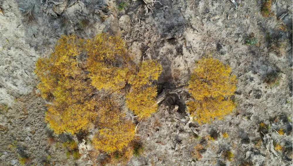 La imagen aérea, tomada el 1 de octubre de 2021, muestra un bosque de álamos del Éufrates (Populus euphratica) en el distrito de Yiwu de Hami, en la región autónoma uygur de Xinjiang, en el noroeste de China