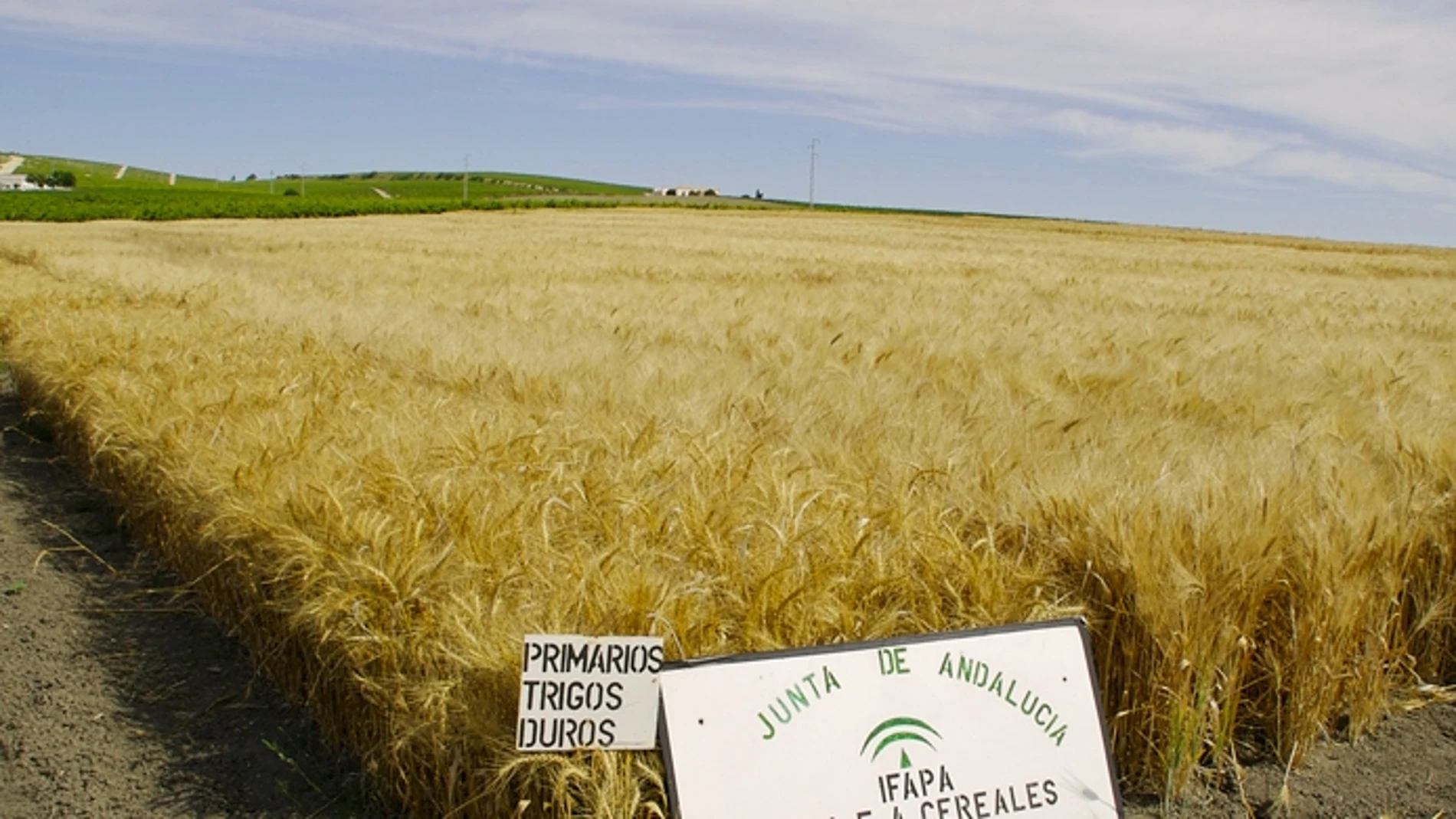 Campo de trigo andaluz