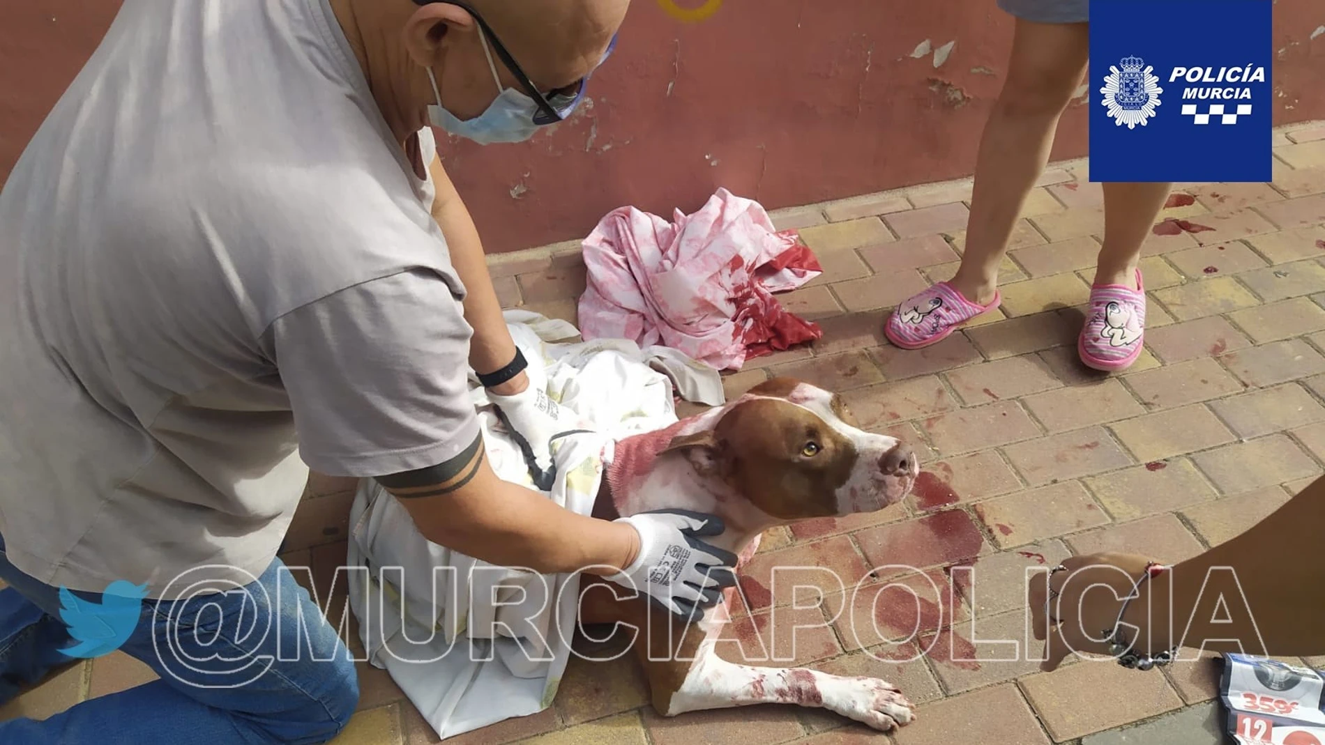 Imagen del can herido