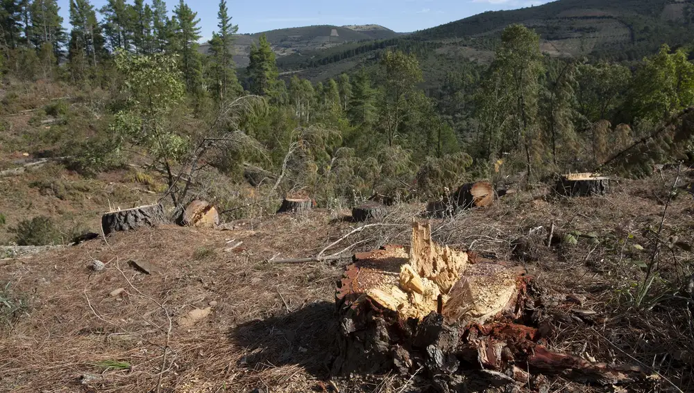 El nematodo’ La amenaza para el monte salmantino y su economía’La zona demarcada por la aparición de un positivo de Nematodo en el monte ‘Arca y buitrera’ de Sotoserrano