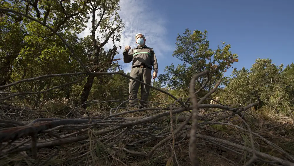 El nematodo’ La amenaza para el monte salmantino y su economía’El agente medioambiental José Antonio Domínguez, señala la zona demarcada por la aparición de un positivo de nematodo en el monte ‘Arca y buitrera’ de Sotoserrano
