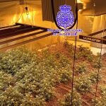 Laboratorio 'indoor' de marihuana desmantelado en Valladolid