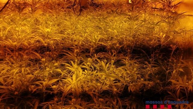 Imagen de una plantación de marihuana en una finca agrícola MOSSOS D'ESQUADRA