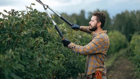 La producción media de vino en España ronda los 42 millones de hectolitros. La mitad de ellos se producen en Castilla-La Mancha.