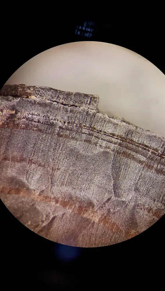 Imagen microscópica de uno de los cortes en madera que realizaron los vikingos