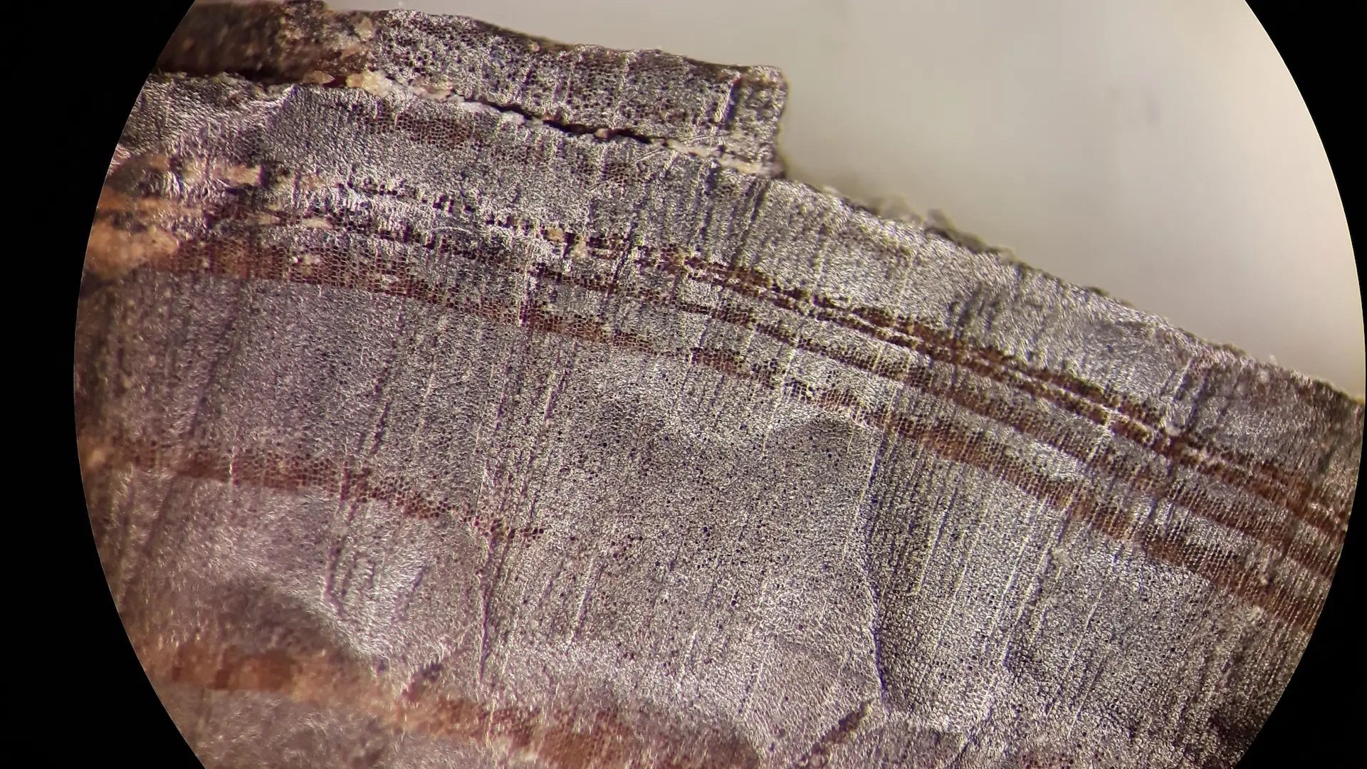 Imagen microscópica de uno de los cortes en madera que realizaron los vikingos