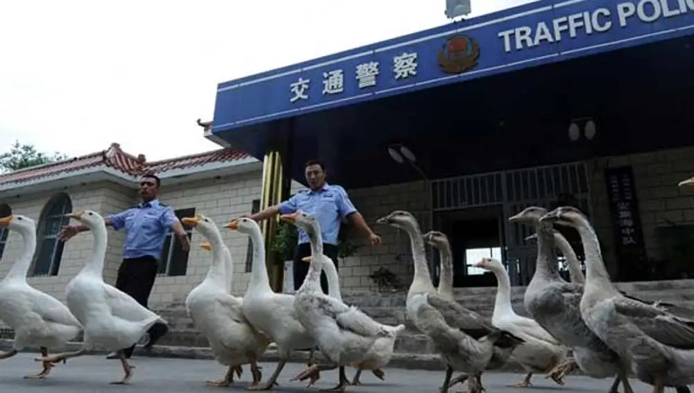 Gansos custodian la Comisaría de Xinjiang