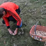 Un hombre recoge setas en los Montes de Soria