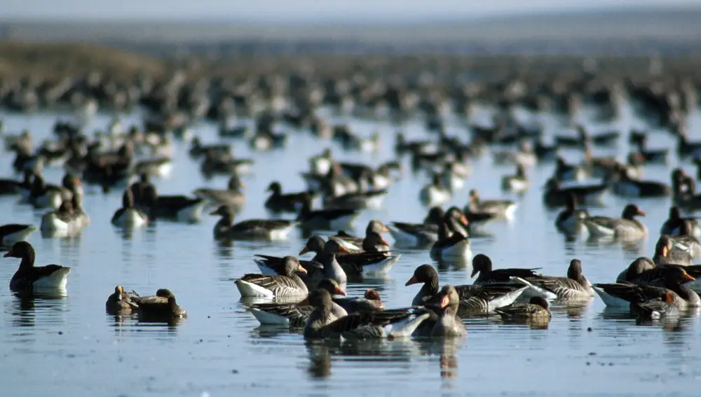 Multitud de aves en las Lagunas de Villafáfila