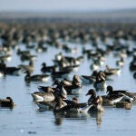 Multitud de aves en las Lagunas de Villafáfila